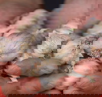 Armidale Farmers' Market - Rent Accommodation