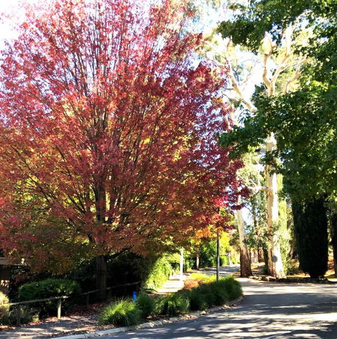 Aldgate Creek Cottage Bed & Breakfast - Rent Accommodation 2