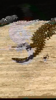 Cootharaba QLD Rent Accommodation