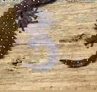 Beechs' Brook Rainforest Retreat - Rent Accommodation