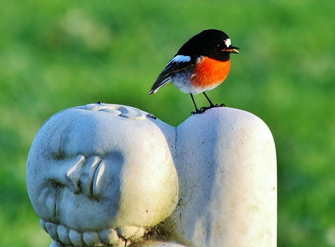 The Hakeas - Rent Accommodation 6