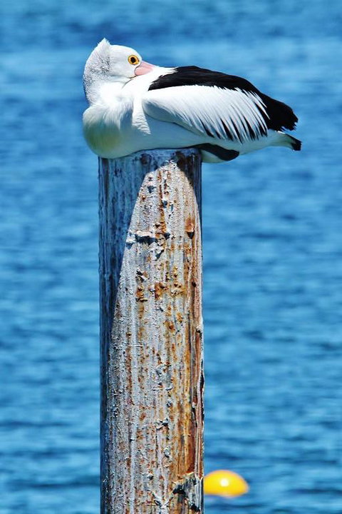 The Hakeas - Rent Accommodation 4