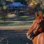 Historic Oak Hill House Estate Truffle Gourmet Festival Region - Rent Accommodation 0