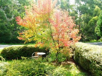 Acacia House Retreat Daylesford - Rent Accommodation 0
