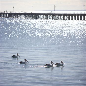 Peppers Pier Resort - Rent Accommodation 3
