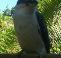 Tropic Oasis Holiday Villas - Rent Accommodation