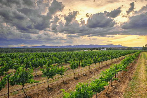 Adina Vineyard - Rent Accommodation 3
