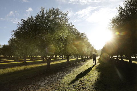 Adina Vineyard - Rent Accommodation 2