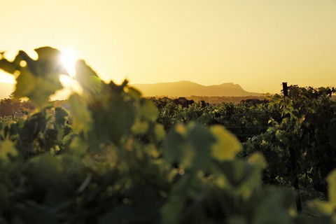 Adina Vineyard - Rent Accommodation 1