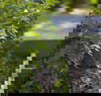 Grampians Eco YHA - Hostel - Rent Accommodation