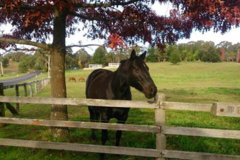 Towac Valley Cabins - Rent Accommodation 2