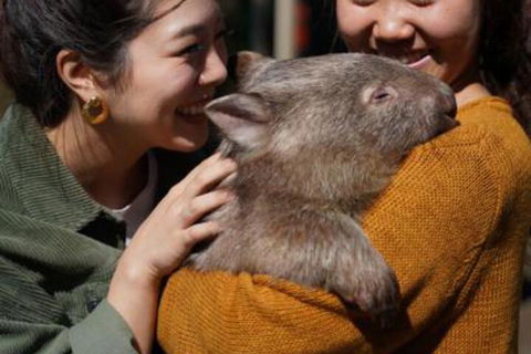 Fauna Australia Wildlife Retreat - Rent Accommodation 4