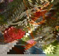 Faber Vineyard and Winery - Rent Accommodation