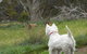 Molly's Chase - thumb 27