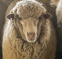 Mascot Cottage - Pet Friendly and Complimentary Breakfast Hamper - Rent Accommodation