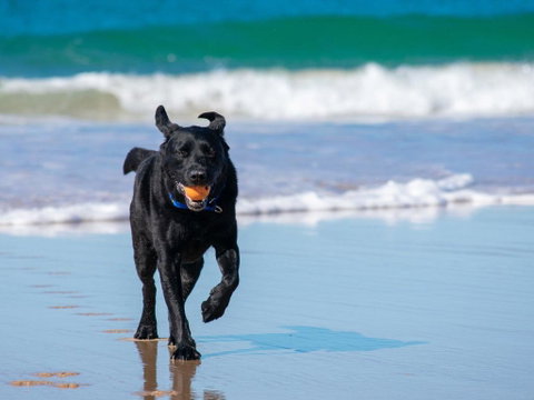 Ralph's Cottage Orion Drive Yamba - Pet Friendly Photos Available Shortly Free Wi-Fi - Rent Accommodation 1
