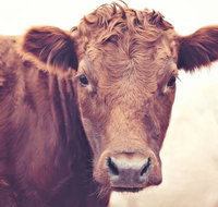 Redwing Farm Stay - Rent Accommodation