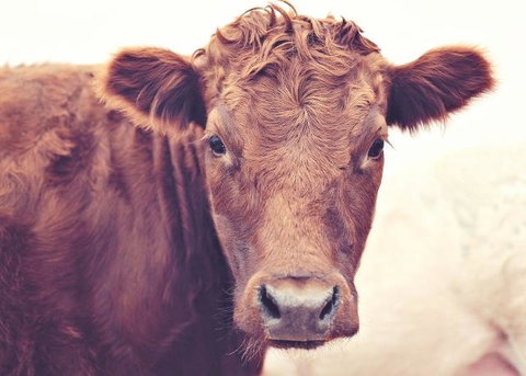 Redwing Farm Stay - Rent Accommodation 0