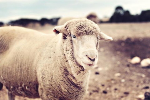 Redwing Farm Stay - Rent Accommodation 3