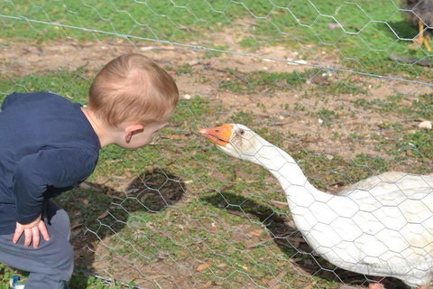 Redwing Farm Stay - Rent Accommodation 1