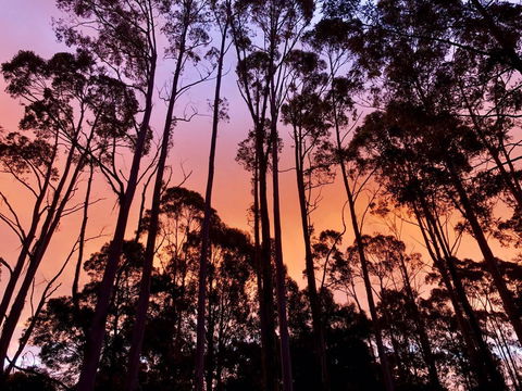 Lemonthyme Wilderness Retreat - Rent Accommodation 8