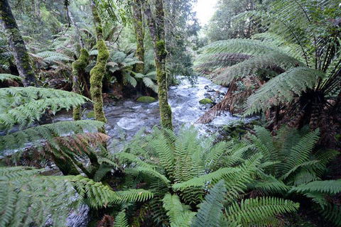 Lemonthyme Wilderness Retreat - Rent Accommodation 21