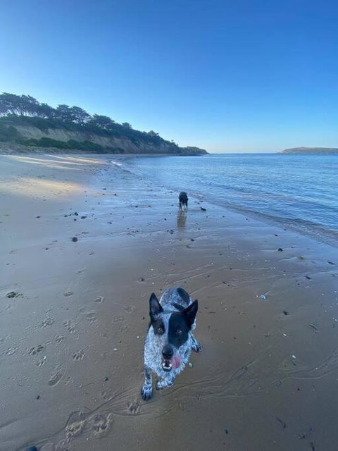 Salty Paws Dog Friendly Luxe Cottage - Rent Accommodation 3