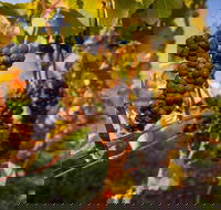 Full Day Tamar Valley Wine Tour - Rent Accommodation