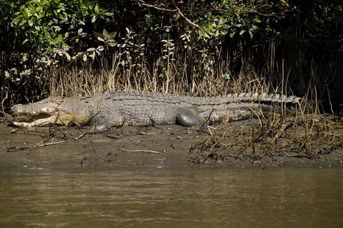 5-Day Best Of Cairns With Daintree, Kuranda, And Great Barrier Reef - Rent Accommodation 5