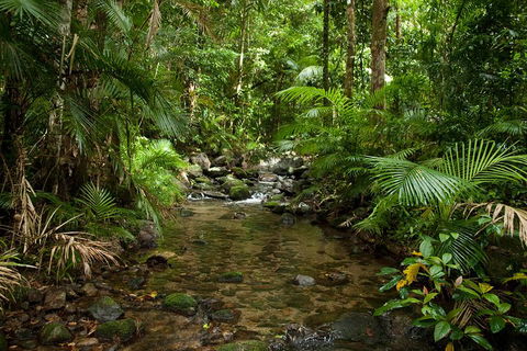 Cairns Reef And Rainforest Combo: Daintree Rainforest And The Great Barrier Reef - Rent Accommodation 1
