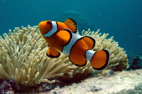 Cairns Reef And Rainforest Combo: Daintree Rainforest And The Great Barrier Reef - Rent Accommodation 2