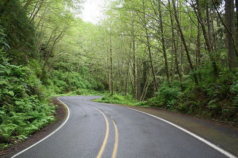 Cruise Ship Shore Excursion - Private Great Ocean Road Full Day Tour (12 Hour) - Rent Accommodation 3