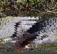 Full Day Tour in the Daintree - Rent Accommodation