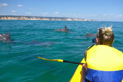 Kayak With Dolphins And 4WD Great Beach Drive Day Trip From Noosa - Rent Accommodation 1