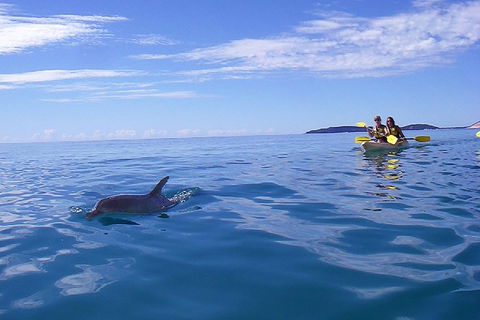 Kayak With Dolphins And 4WD Great Beach Drive Day Trip From Noosa - Rent Accommodation 2
