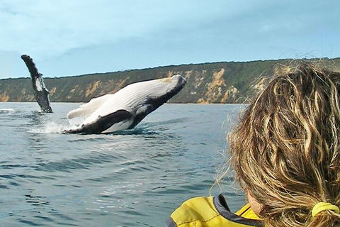 Kayak With Dolphins And 4WD Great Beach Drive Day Trip From Noosa - Rent Accommodation 3