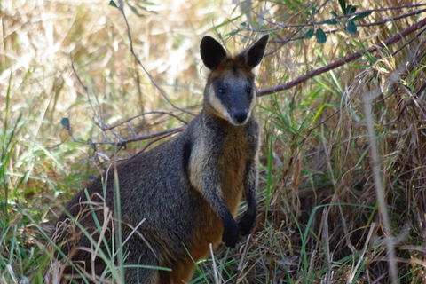 Byron Bay Combo: Hinterland Tour Including Minyon Falls And Kayaking With Dolphins - Rent Accommodation 2