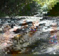 Daintree Rainforest Cape Tribulation Mossman Gorge Small-Group Day Tour - Rent Accommodation