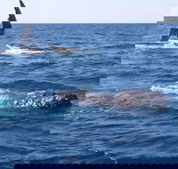 Noosa Whale Watching - Rent Accommodation