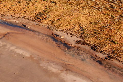 Scenic Flight: Lizard Safari - Rent Accommodation 0
