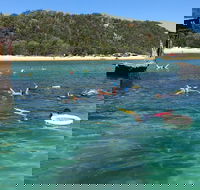 All Inclusive Dolphin and Tangalooma Wrecks Cruise - Rent Accommodation