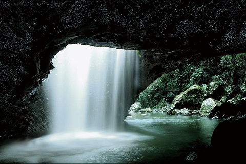 Natural Bridge Glow Worm Night Tour From Gold Coast - Rent Accommodation 0