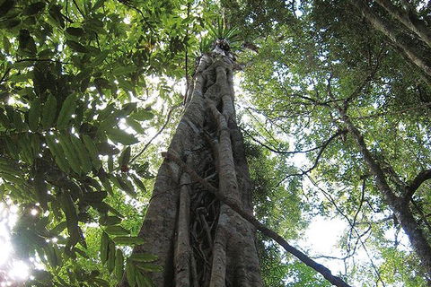Natural Bridge Glow Worm Night Tour From Gold Coast - Rent Accommodation 1