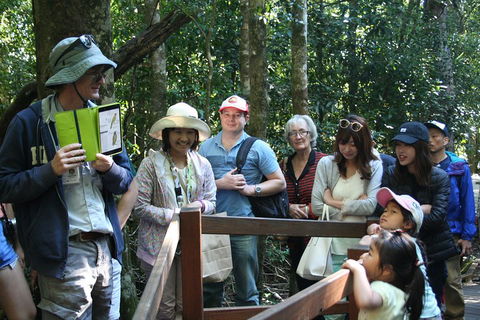 Natural Bridge Glow Worm Night Tour From Gold Coast - Rent Accommodation 4