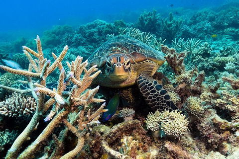 Great Barrier Reef Day Cruise From Cairns Including Snorkeling And Marine Biologist Presentation - Rent Accommodation 4