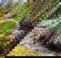 Cradle Mountain National Park Day Tour from Launceston - Rent Accommodation