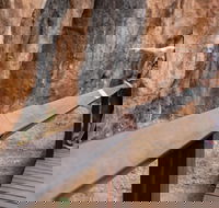 Chillagoe Caves and Outback Day Trip from Cairns - Rent Accommodation
