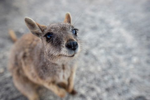 Chillagoe Caves And Outback Day Trip From Cairns - Rent Accommodation 2