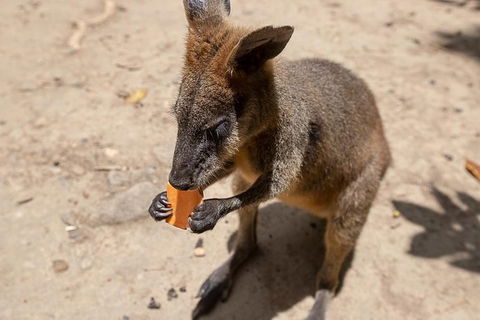 Chillagoe Caves And Outback Day Trip From Cairns - Rent Accommodation 5