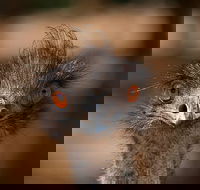 Currumbin Wildlife Sanctuary General Entry Ticket - Rent Accommodation